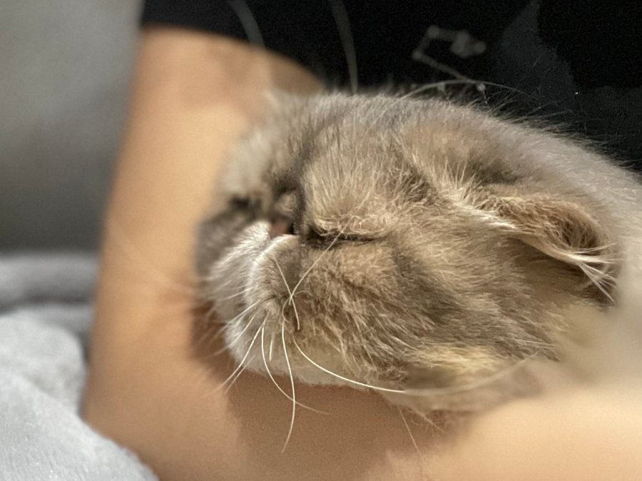 Donut the cat, fast asleep in Sherman’s arms