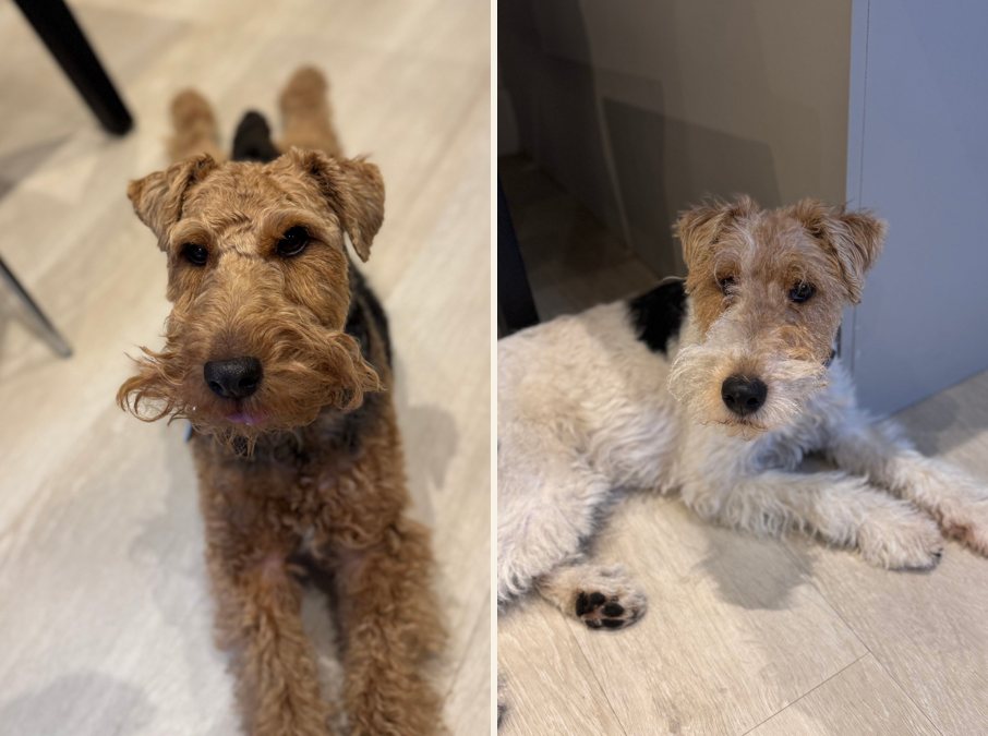 Fuji and Gobi, two terriers, side by side