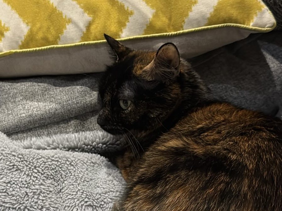 Jiu the tortoiseshell cat, relaxed on a sofa