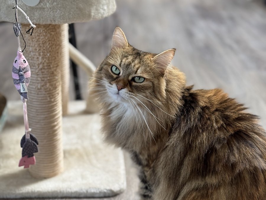 Venice the Siberian cat sitting by her cat tree